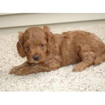 Cockapoo breeder in Wisconsin picture 2