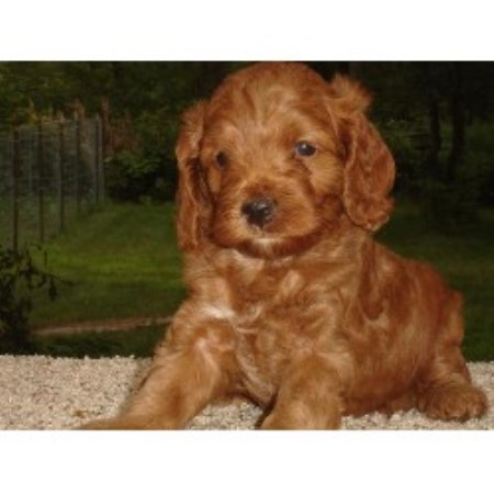 Cockapoo Breeder in Iola, Wisconsin