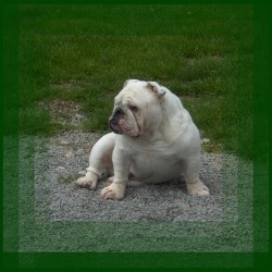 English Bulldog Stud in Goshen, Ohio