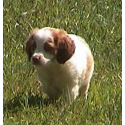 Brittany Breeder in Palms, Michigan