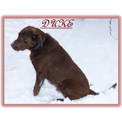 DUKE OUR GENTLE GIANT