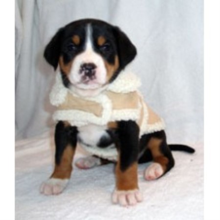 Greater Swiss Mountain Dog Rescue Ohio Greater Swiss Mountain Dog Rescue Ohio