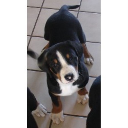 Greater Swiss Mountain Dog Breeder in Waynesville, Ohio