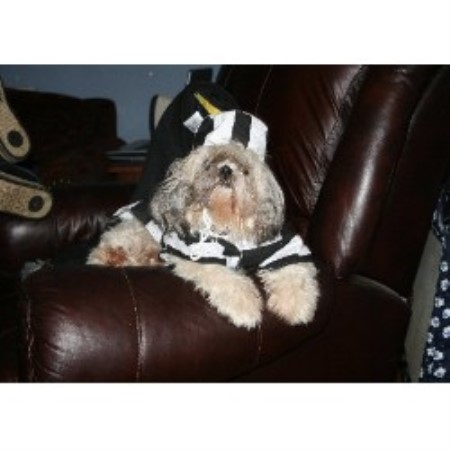 shih tzu bakersfield shih tzu studs freedoglistings breeds picture shih tzu bakersfield shih tzu studs freedoglistings breeds picture