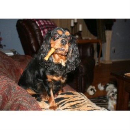 Cavalier King Charles Spaniel Breeder in Bakersfield, California