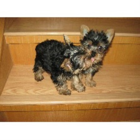 Yorkie breeder in Alberta picture 2