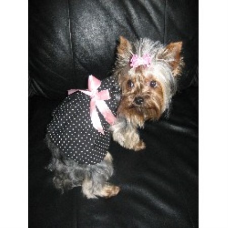 Yorkshire Terrier breeder in Spruce Grove Alberta