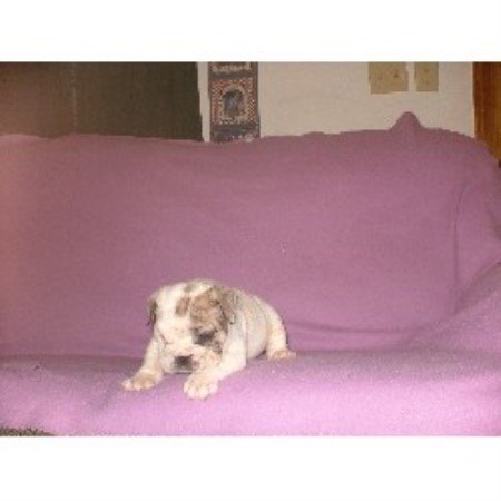 English Bulldog Breeder in Joplin, Missouri