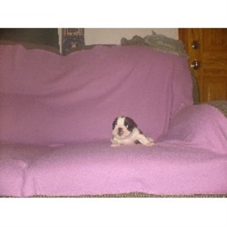 English Bulldog breeder in Joplin Missouri