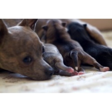 Chihuahua breeder in Calgary Alberta