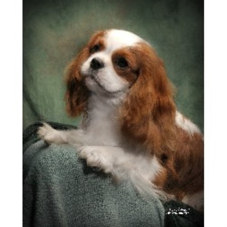 Cavalier King Charles Spaniel Breeder in Palmyra, Virginia