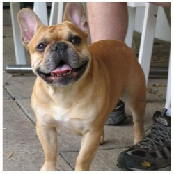 French Bulldog Stud in Pittsburgh, Pennsylvania