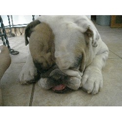 English Bulldog Breeder in Tempe, Arizona