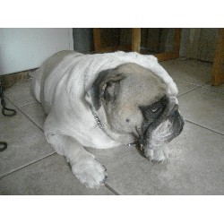 English Bulldog breeder in Tempe Arizona