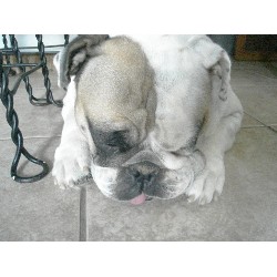 British Bulldog, Bulldog breeder in Arizona picture 2