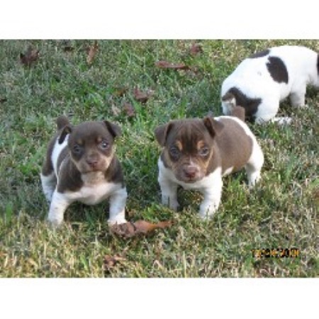 Rat Terrier Breeder in Andrews, South Carolina