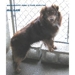 Australian Shepherd Dog breeder in Morgantown Kentucky