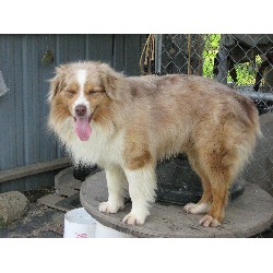 Aussie breeder in Kentucky picture 2