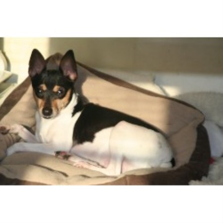 Toy Fox Terrier Breeder in Sullivan, Ohio