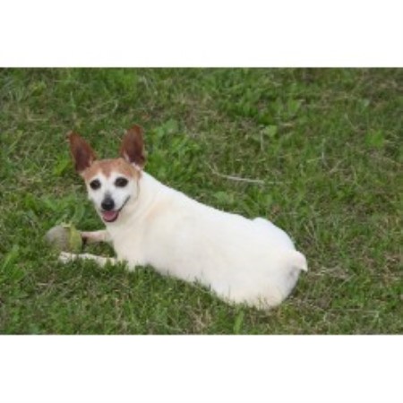 Northern Arizona Dog Rescue Northern Arizona Dog Rescue