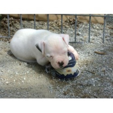 Boxer Breeder in Raymondville, Missouri