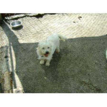 West Highland White Terrier Breeder in Raymondville, Missouri