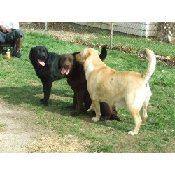 Lab in Ohio picture 2