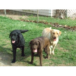 Lab in Ohio