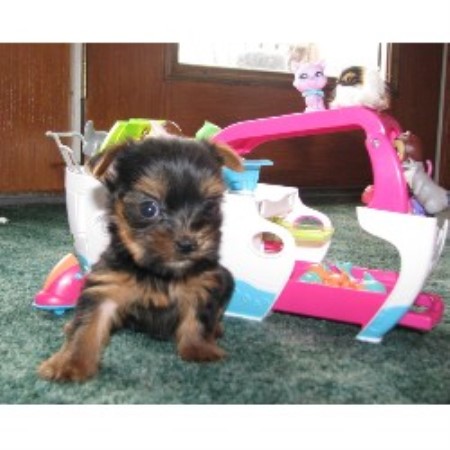 Yorkie in Pennsylvania picture 2
