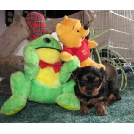 free yorkies pa justines precious pups terrier breeder in new florence pennsylvania free yorkies pa justines precious pups terrier breeder in new florence pennsylvania