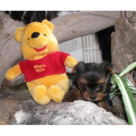 Yorkie breeder in Pennsylvania picture 2