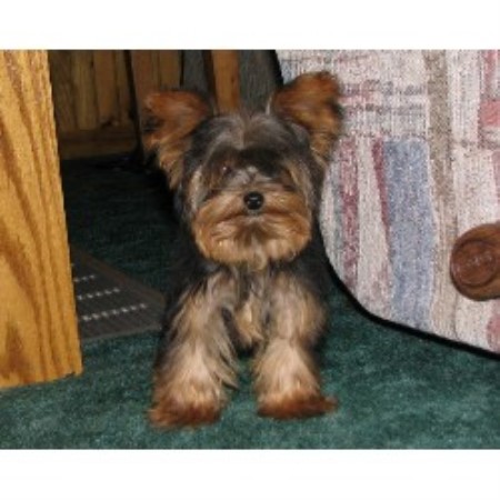 yorkie breeders in pennsylvania justines precious pups terrier breeder in new florence pennsylvania yorkie breeders in pennsylvania justines precious pups terrier breeder in new florence pennsylvania