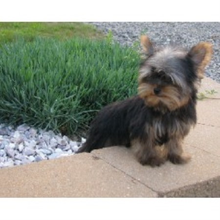 free yorkies pa justines precious pups terrier breeder in new florence pennsylvania free yorkies pa justines precious pups terrier breeder in new florence pennsylvania