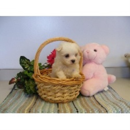 Maltese Breeder in New Florence, Pennsylvania