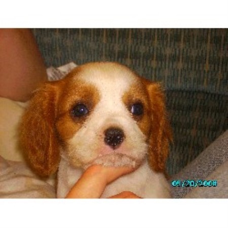 Cavalier King Charles Spaniel breeder in Lignite North Dakota