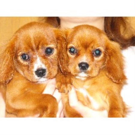 Cavalier King Charles Spaniel Breeder in Lignite, North Dakota