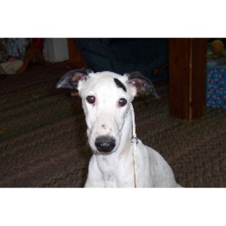 Greyhound Breeder in Clinton, Michigan