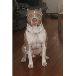 midas sitting