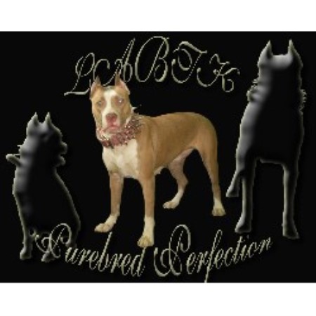 APBT breeder in New York picture 2