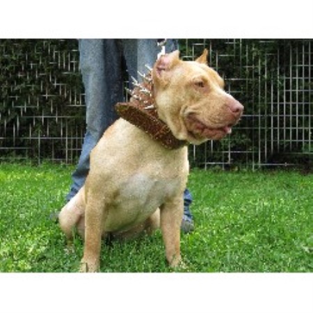 APBT in New York
