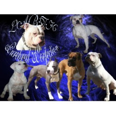 American Pit Bull Terrier Breeder in Poughkeepsie, New York