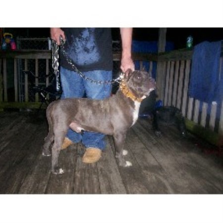 APBT in New York picture 2