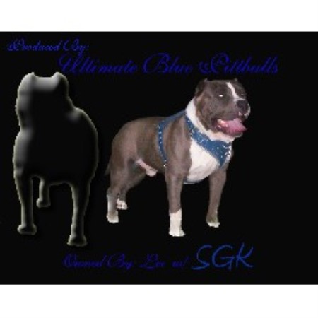 American Pit Bull Terrier breeder in Poughkeepsie New York