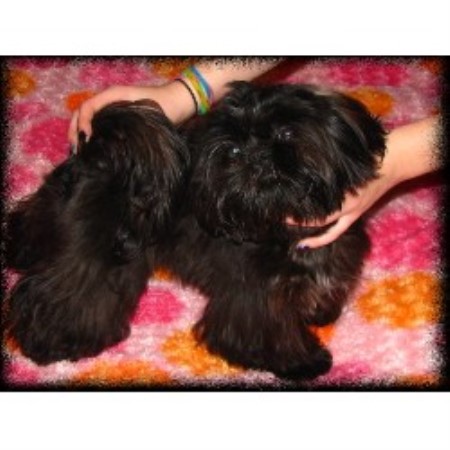 shih tzu breeders new york rejon s shih tzu s shih tzu breeder in new york shih tzu breeders new york rejon s shih tzu s shih tzu breeder in new york