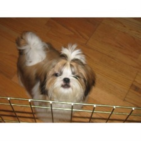 Shih+tzu+puppies+for+adoption+in+new+york