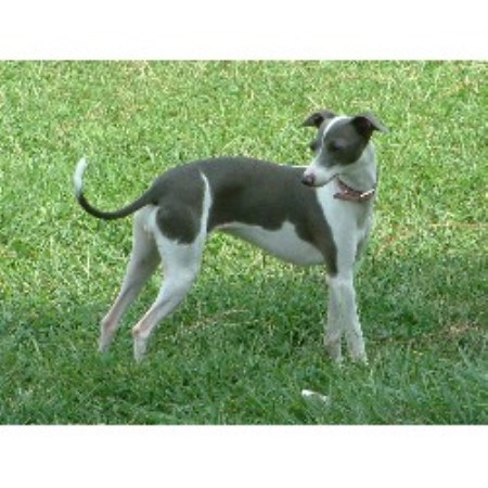 Italian Greyhound in North Carolina
