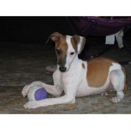 Italian Greyhound breeder in North Carolina picture 2