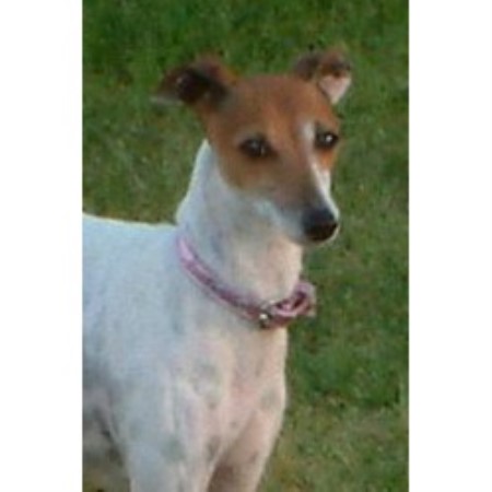 Italian Greyhound breeder in Fayetteville North Carolina