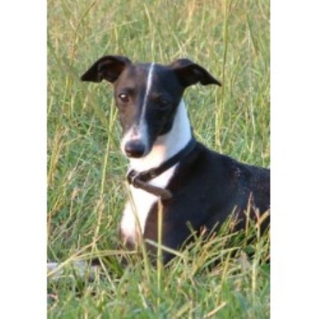 Italian Greyhound Breeder in Fayetteville, North Carolina