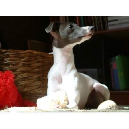 Italian Greyhound in North Carolina picture 2